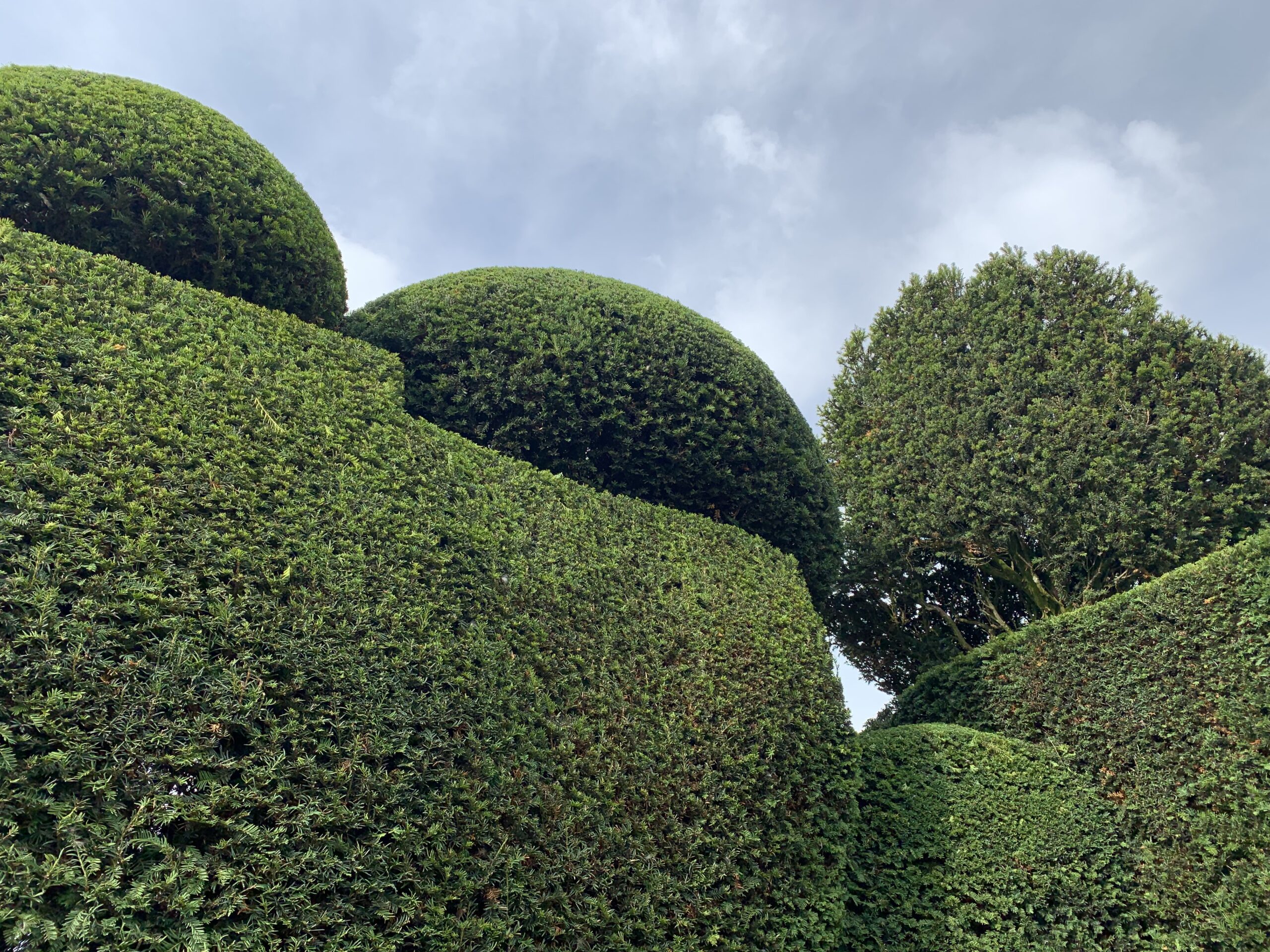 yew topiary shapes