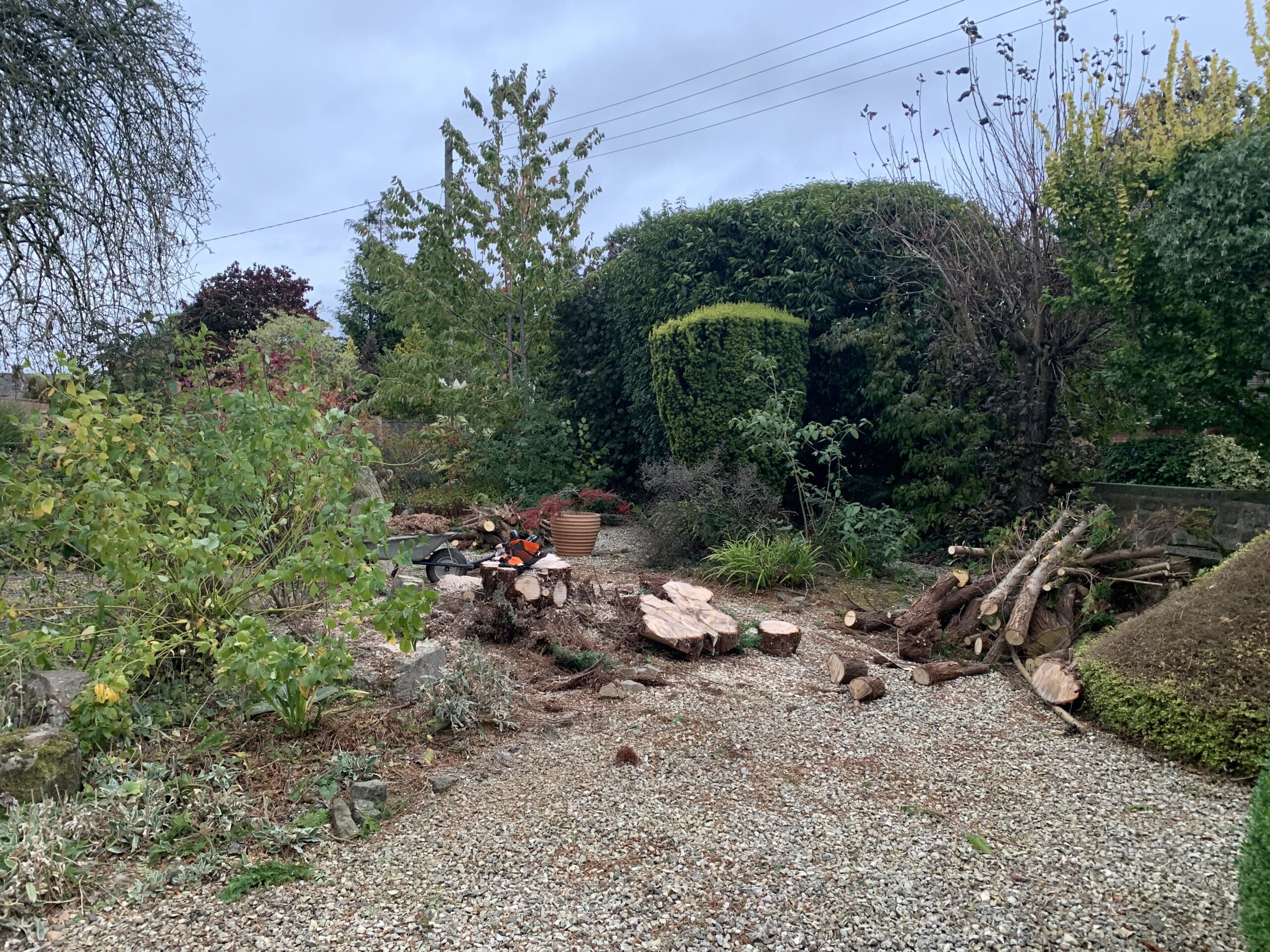 leylandii tree removal