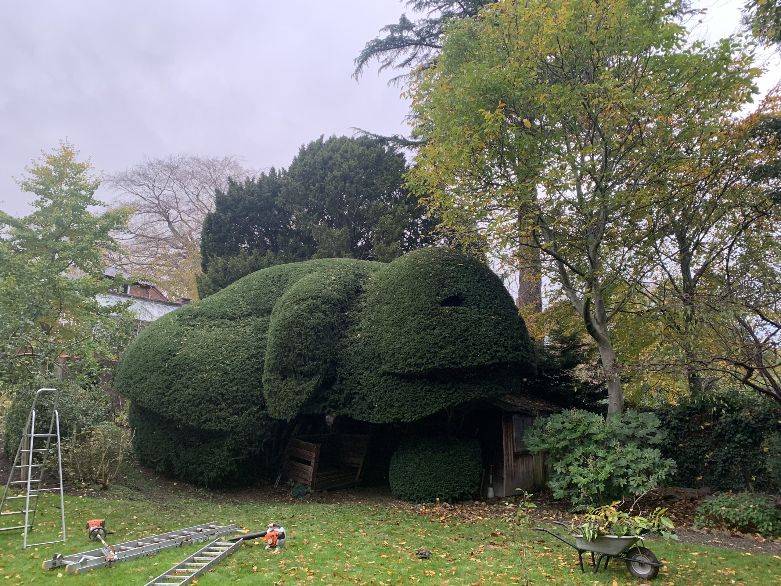 yew topiary bison