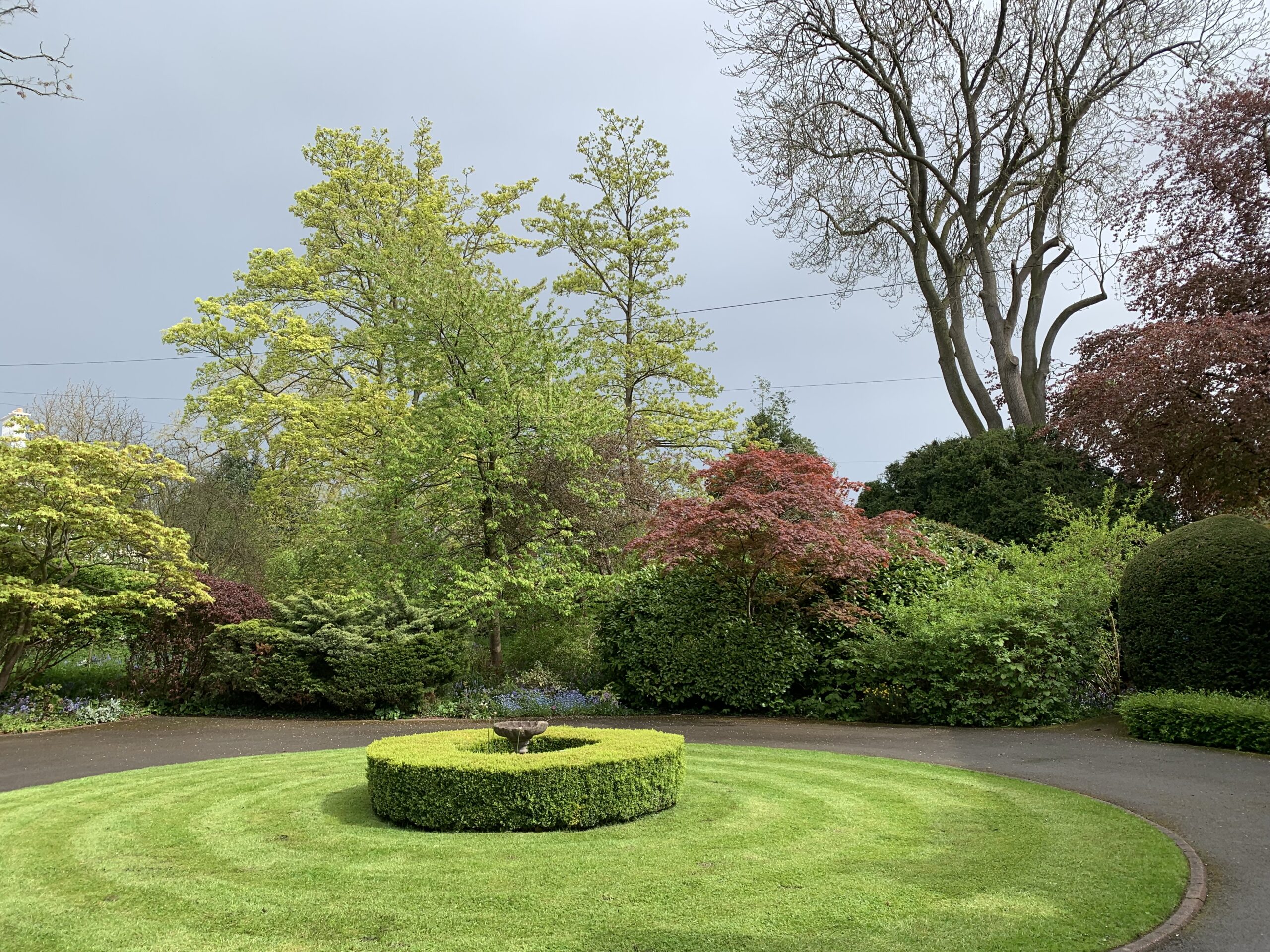 spring green trees and shrubs on a grey day
