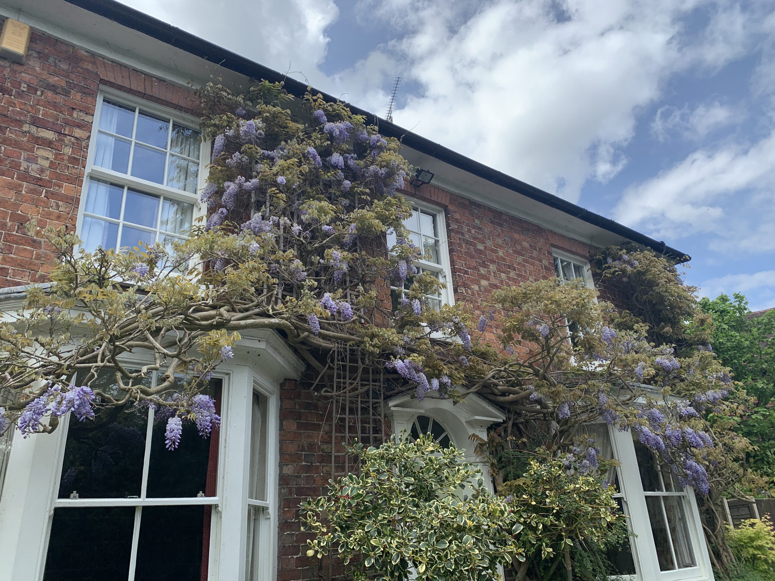 wisteria trained on house frontage