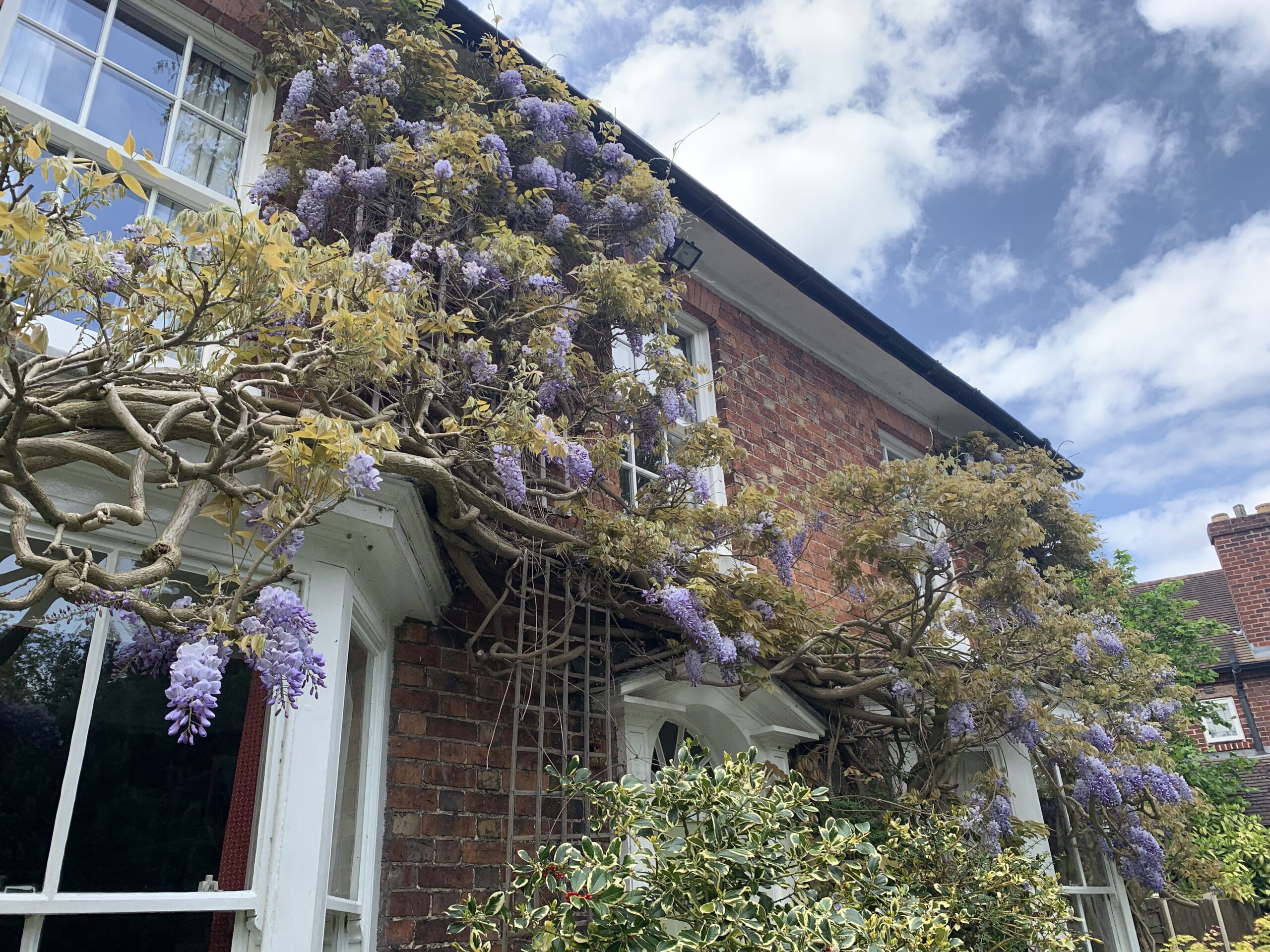 wisteria trained on house