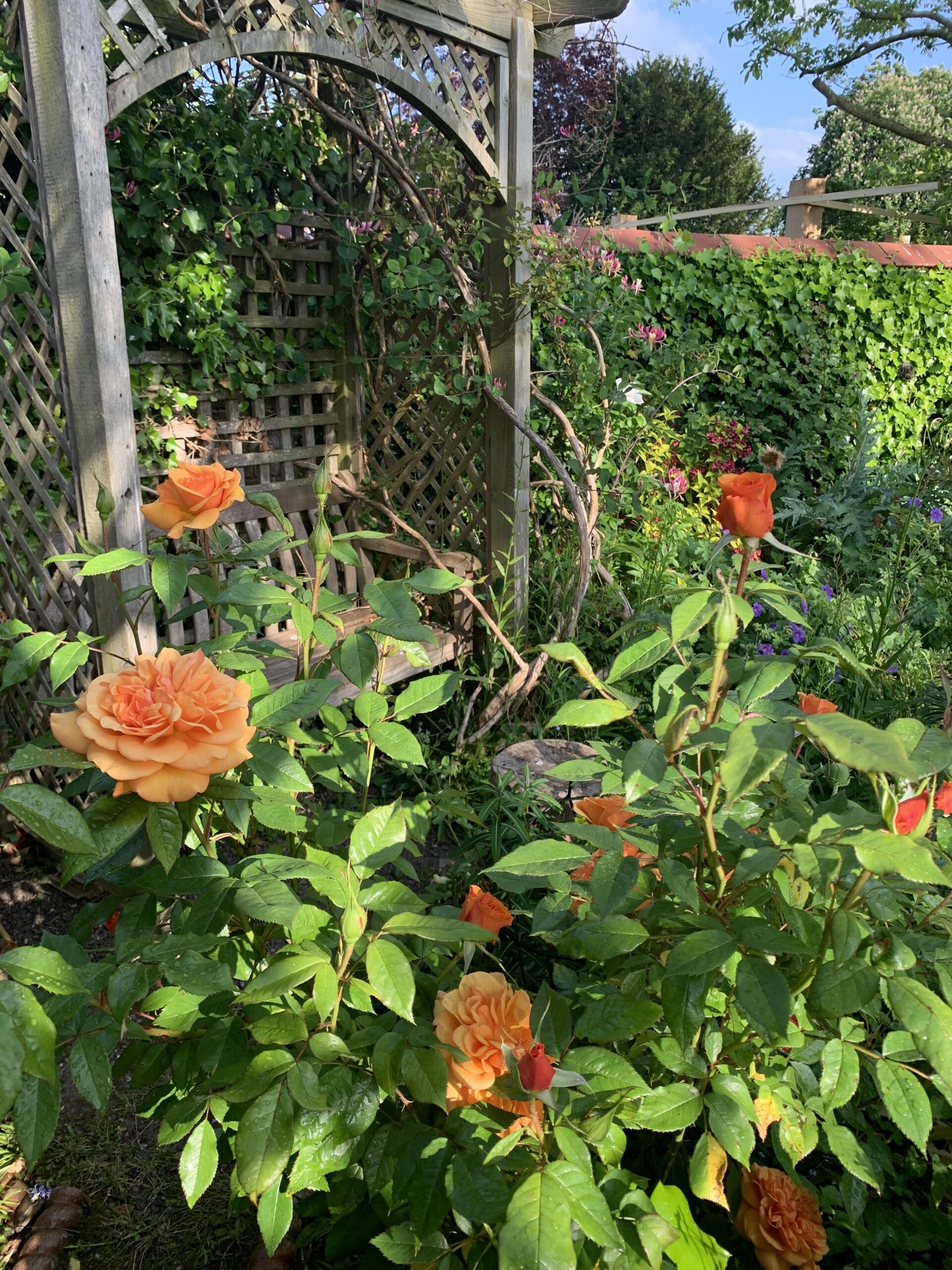 orange rose cottage garden planting