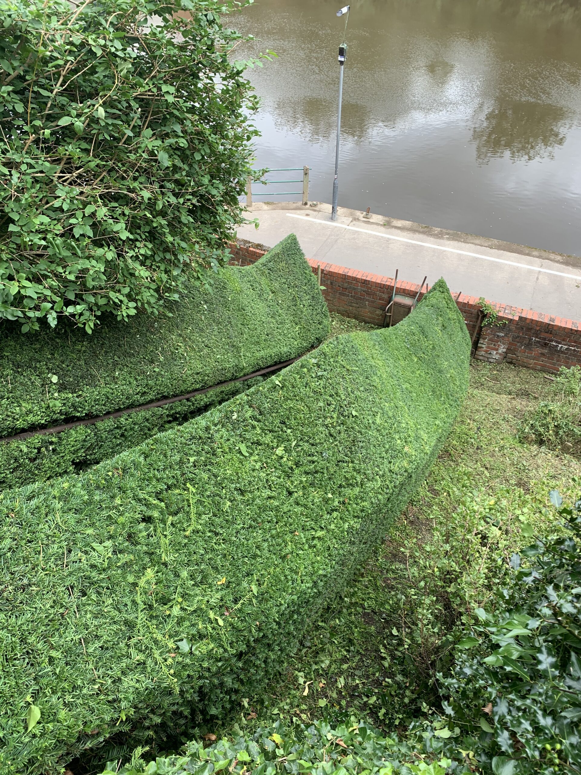 yew hedging on steps