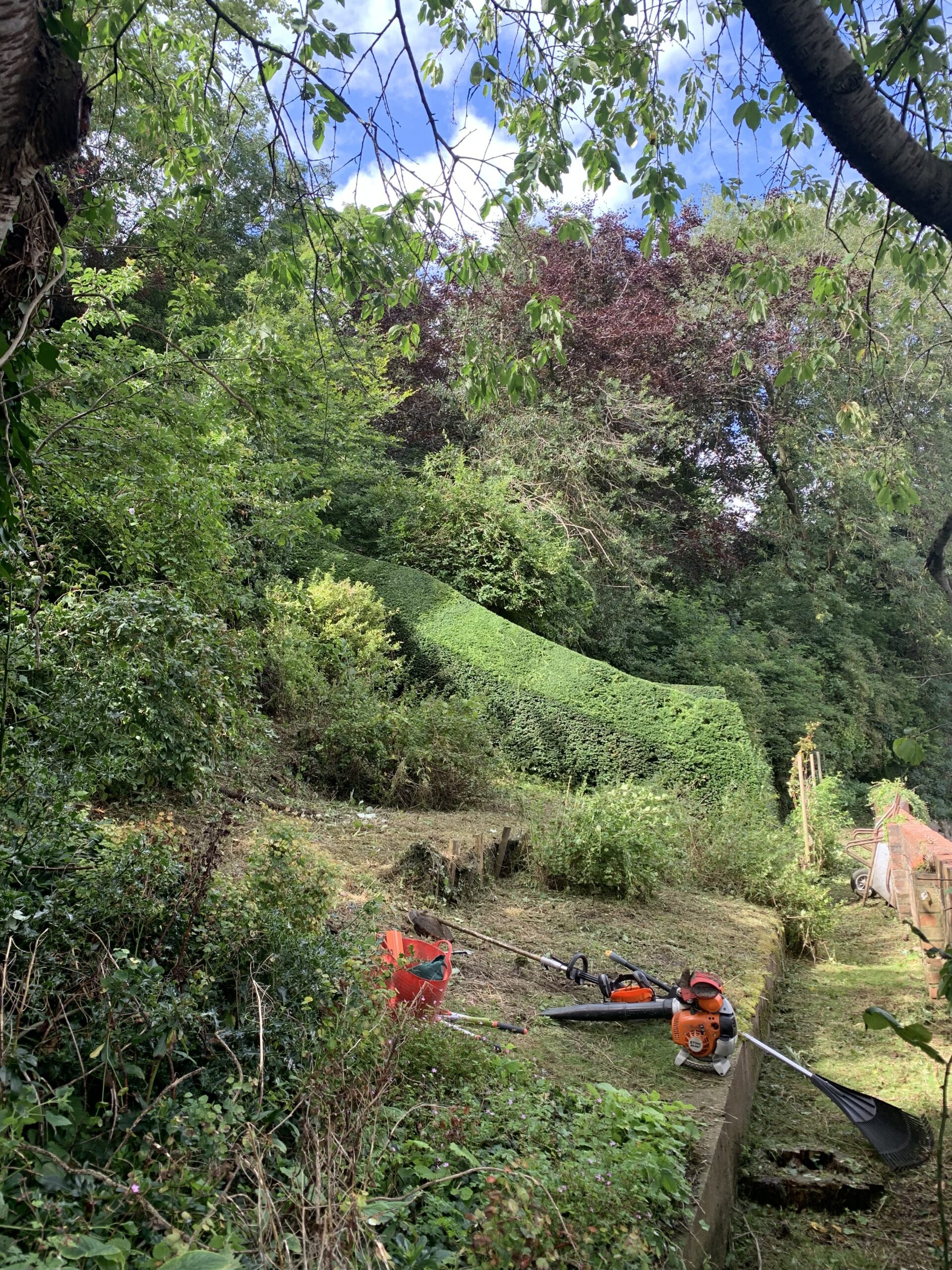 hedge cutting in progress