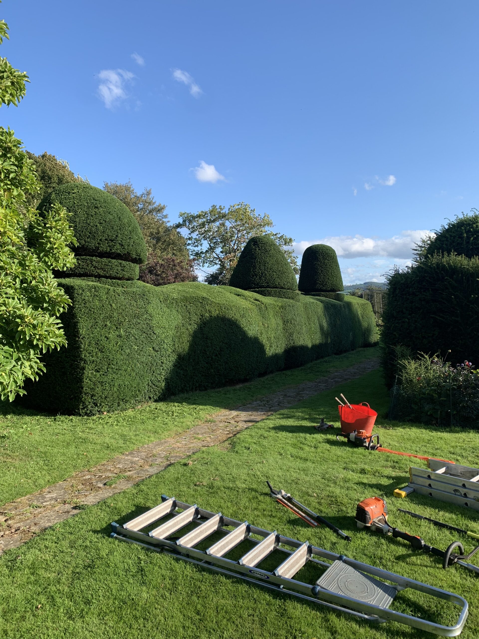hedge cutting in progress