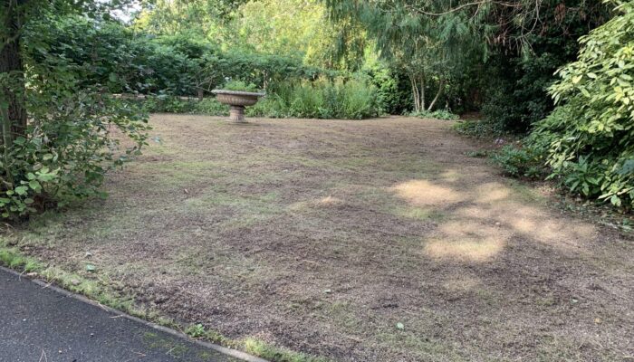 shaded lawn immediately after scarifying