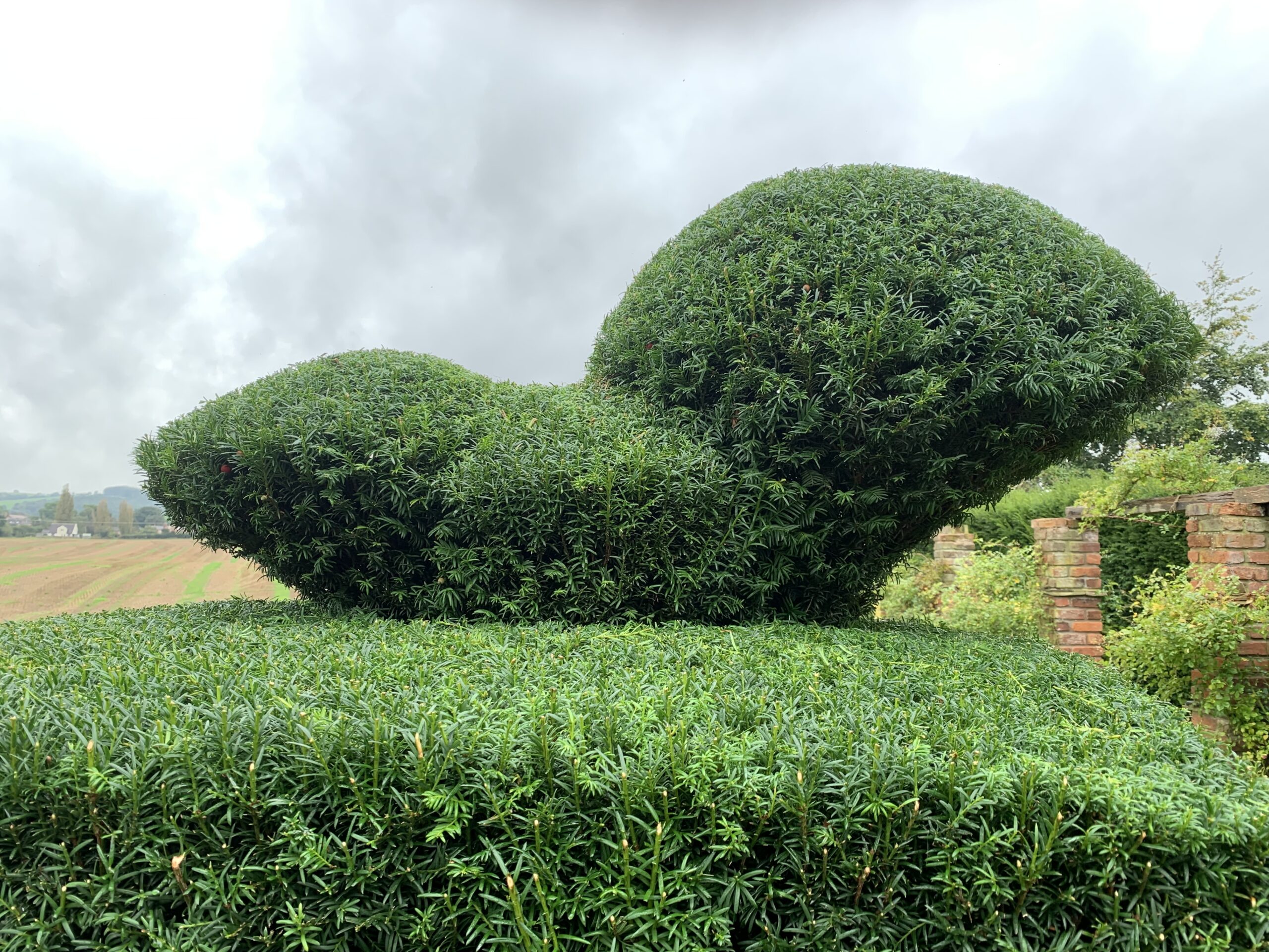 squirrel yew topiary