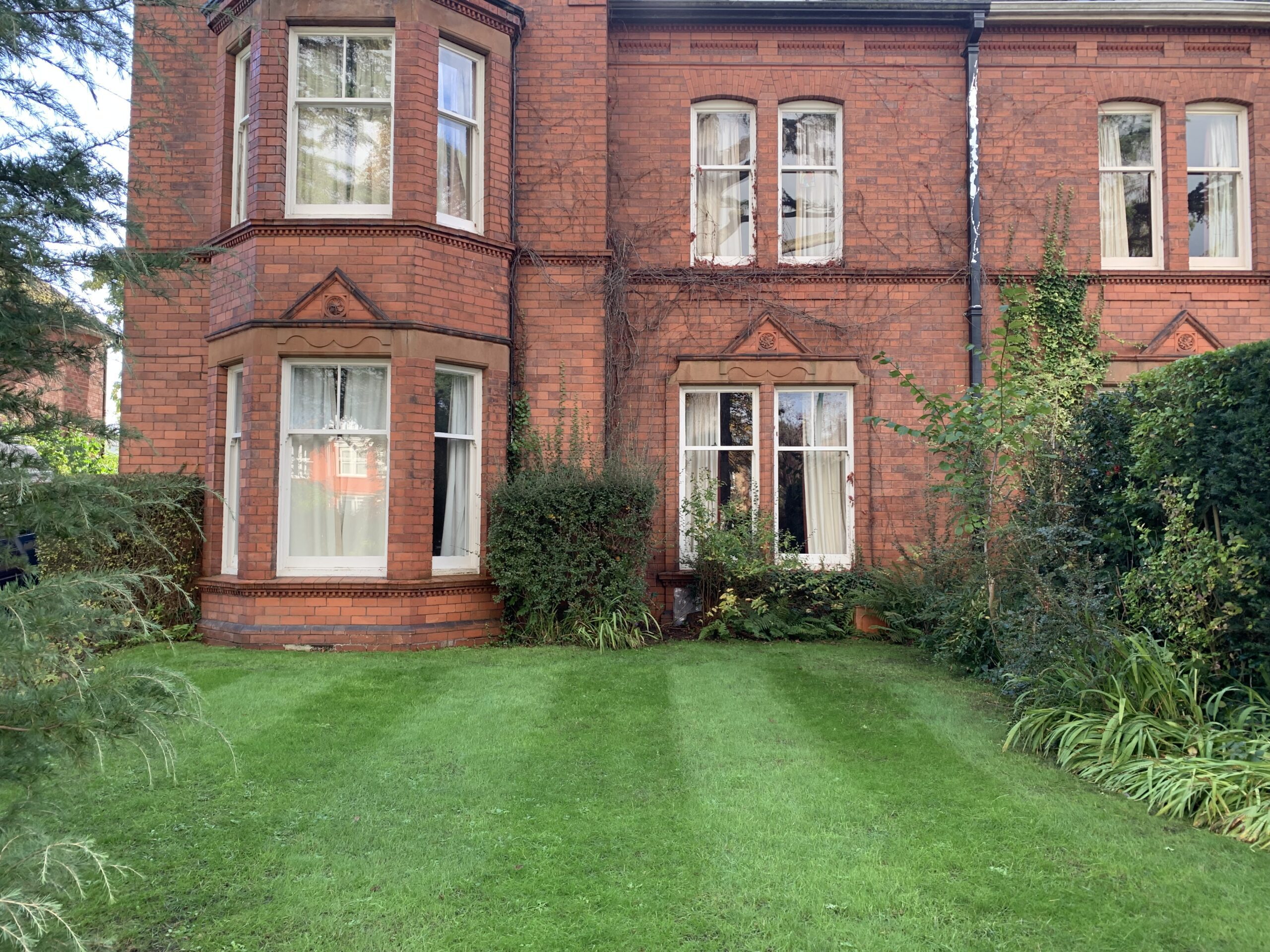 lawn 1 month after scarifying and feeding
