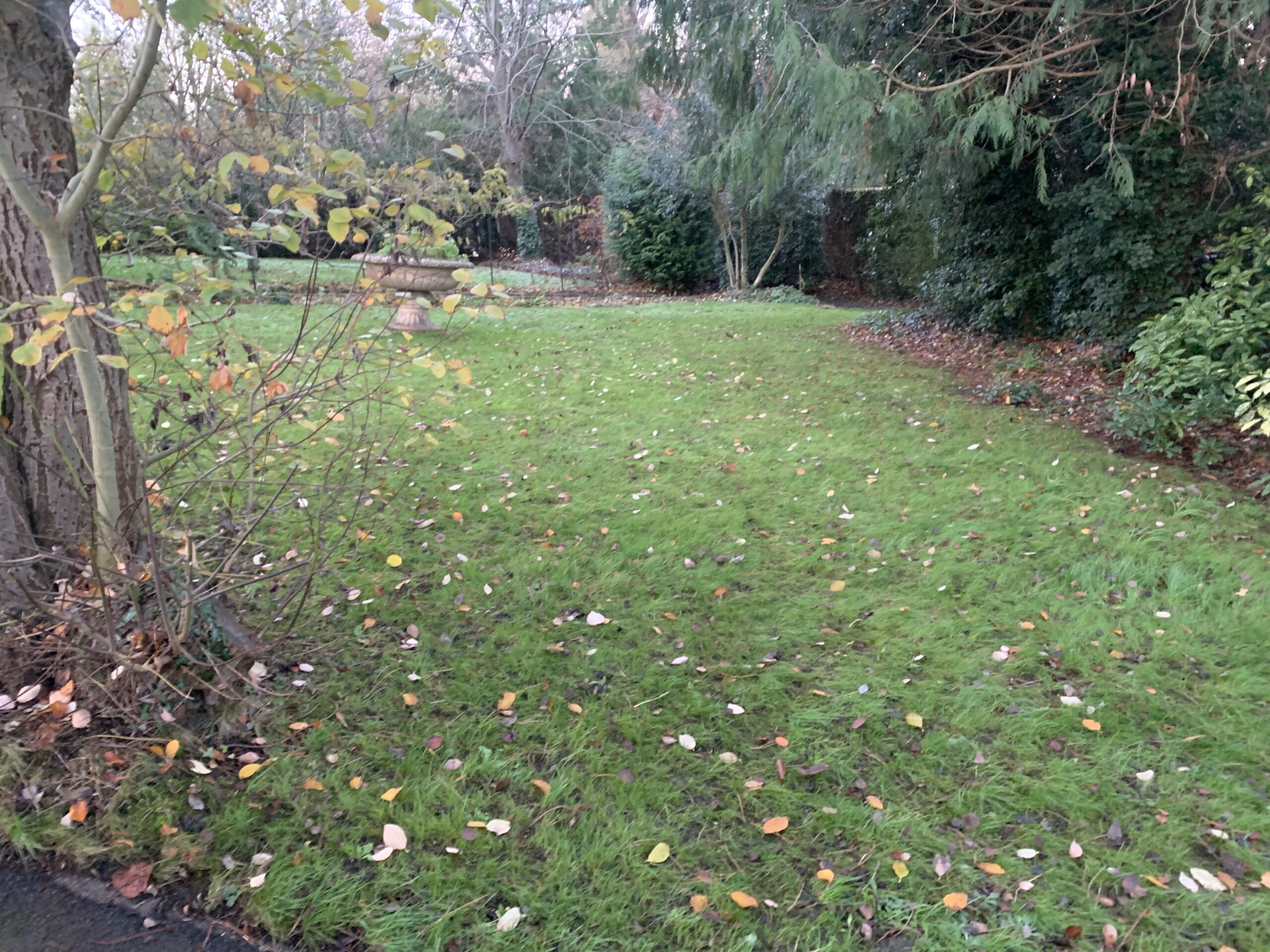 shaded lawn 2 months after scarifying and feeding