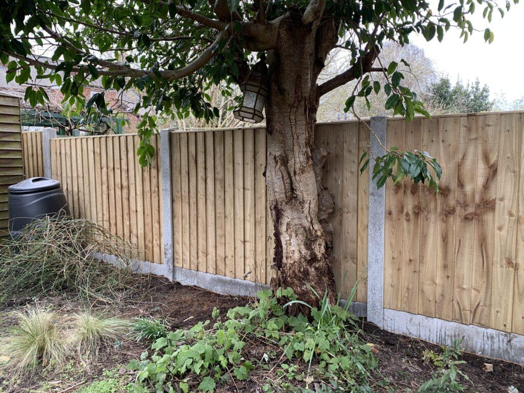 new fence installed close to awkward tree