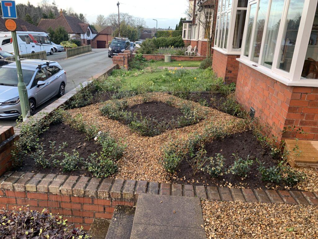 parterre planting with osmanthus burkwoodii