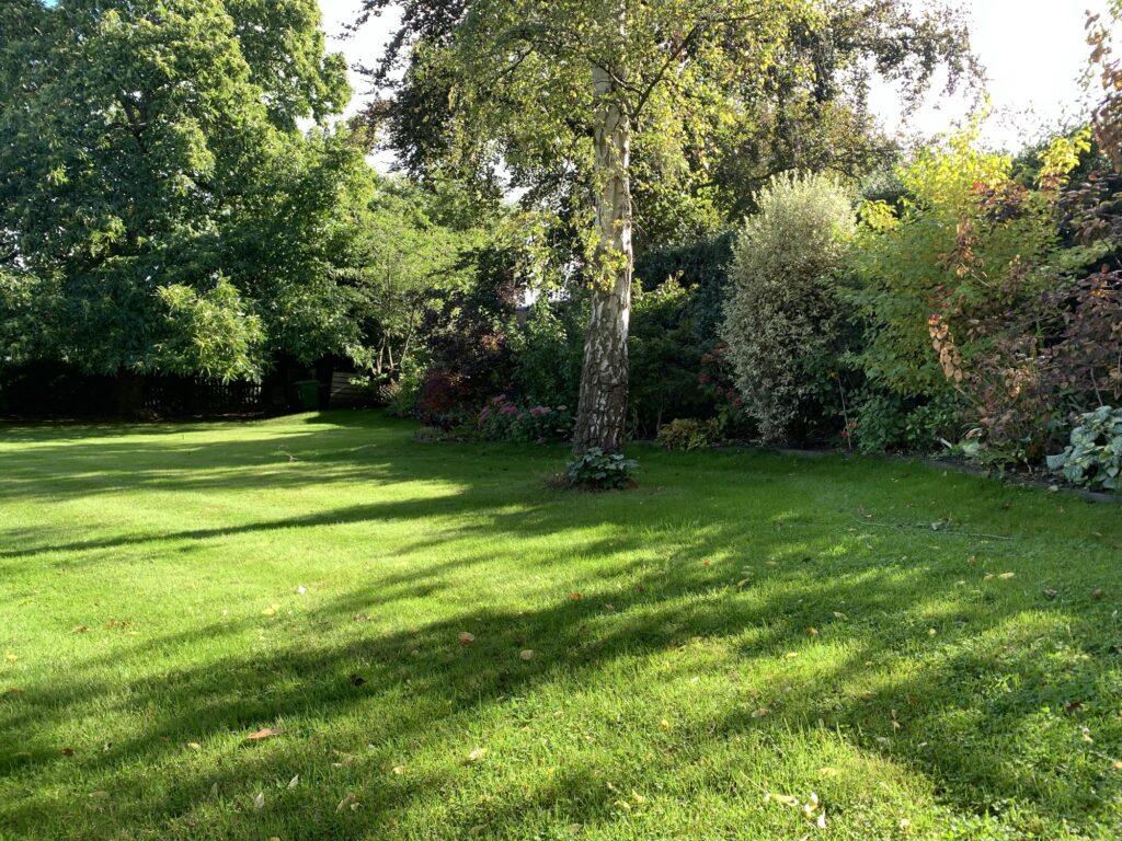 lawn creation from seed