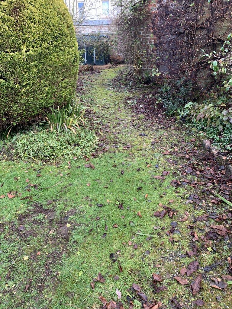 overgrown path